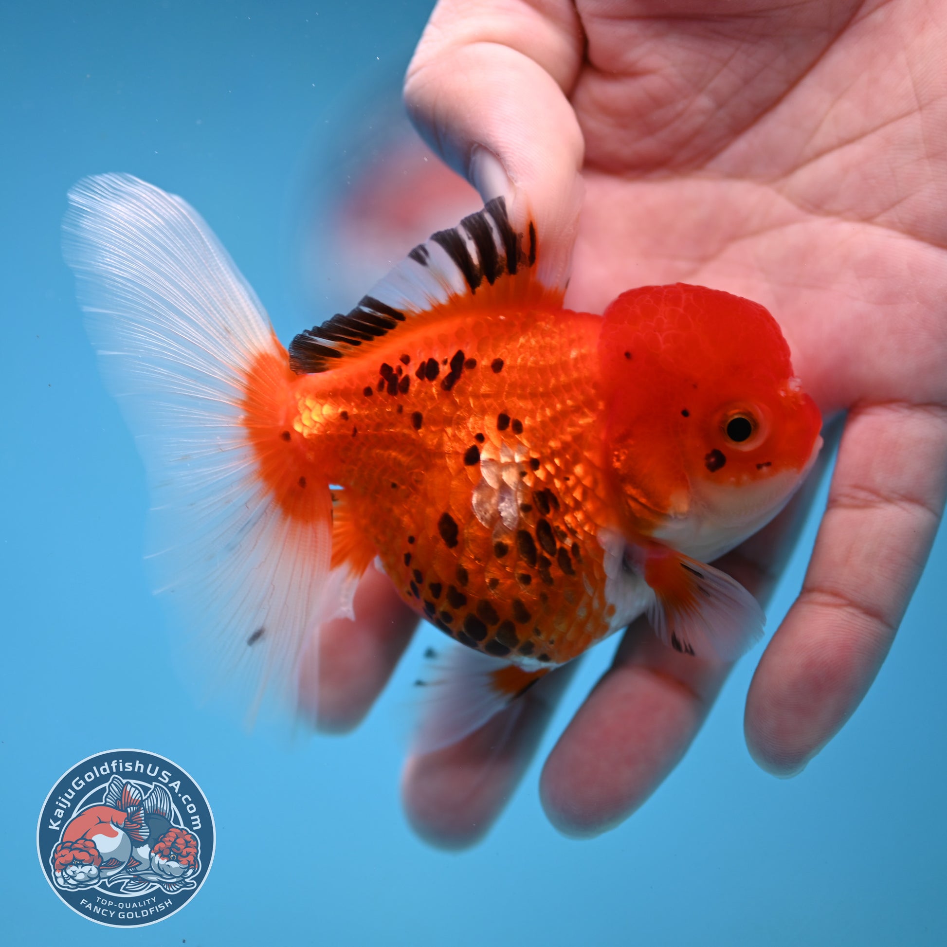 Tricolor Oranda 3 inch Body (260109_OR09)