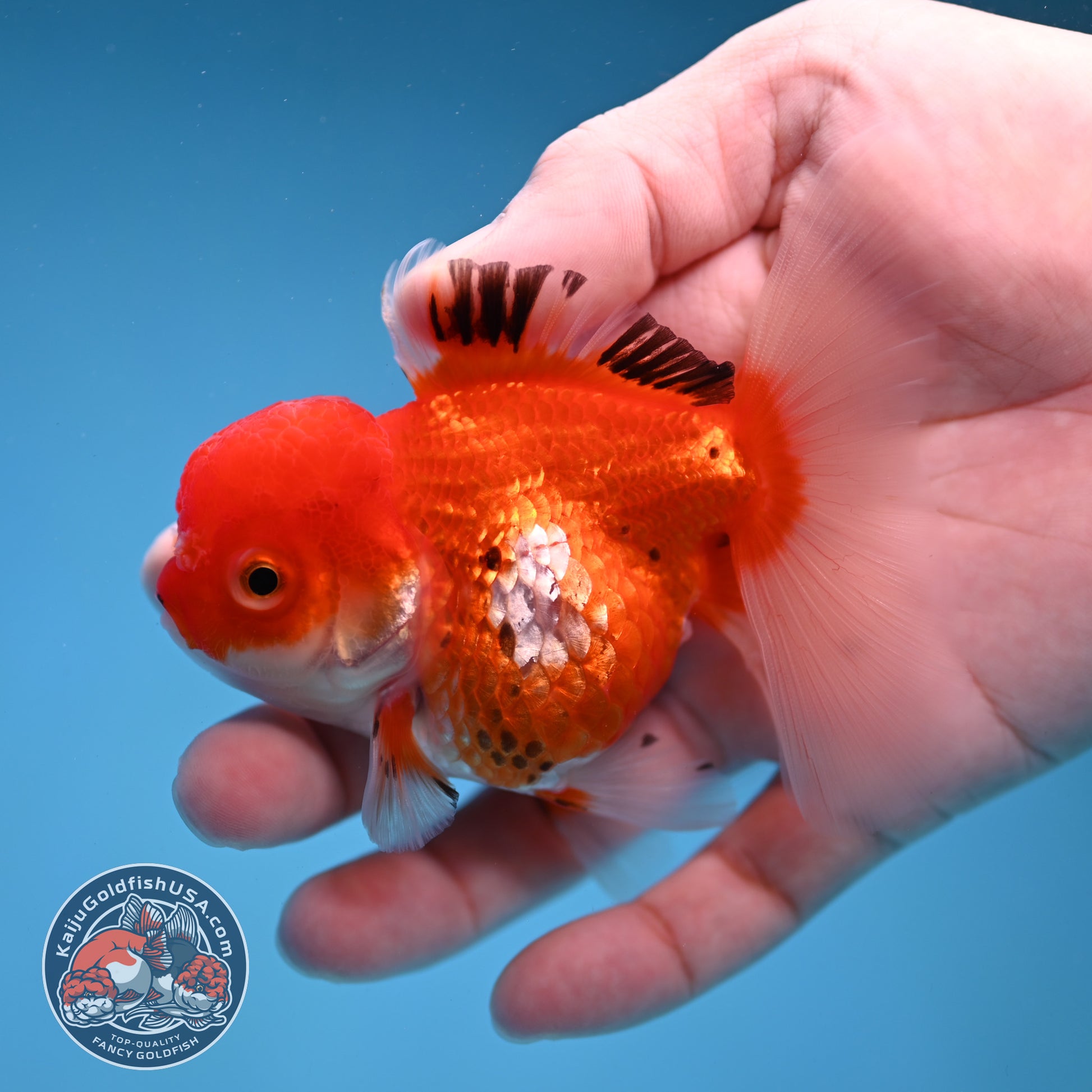Tricolor Oranda 3 inch Body (260109_OR09)
