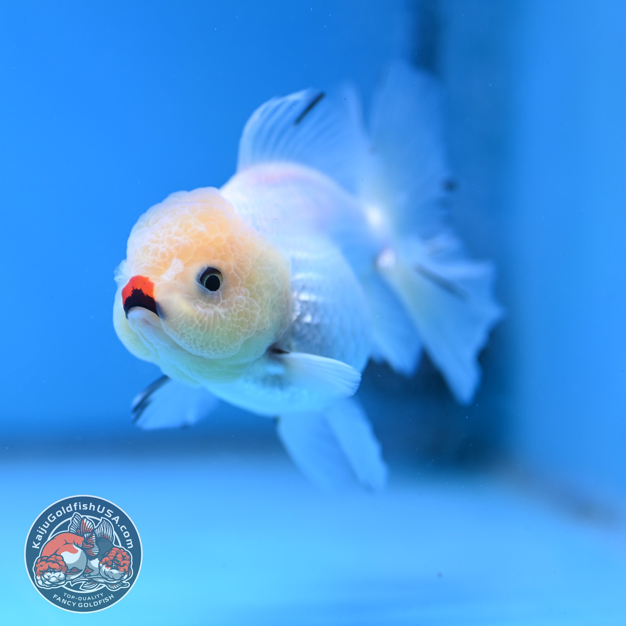 Tricolor Oranda 3 inch Body (260130_OR02) – Kaiju Goldfish USA