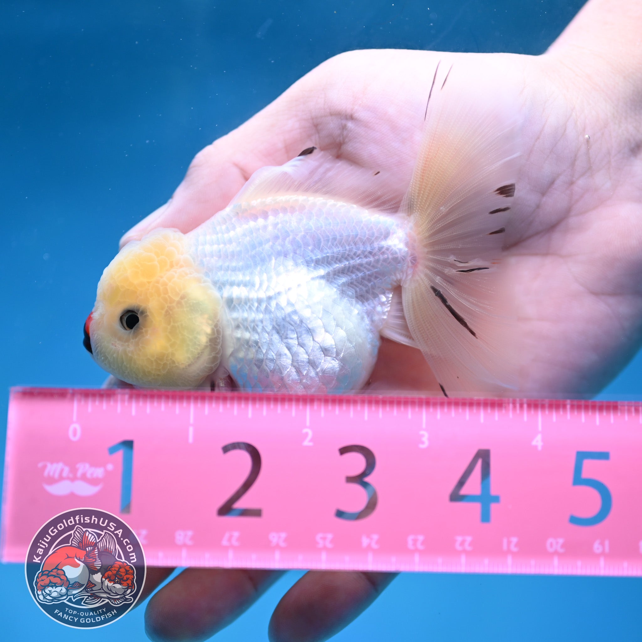 Tricolor Oranda 3 inch Body (260130_OR02) – Kaiju Goldfish USA