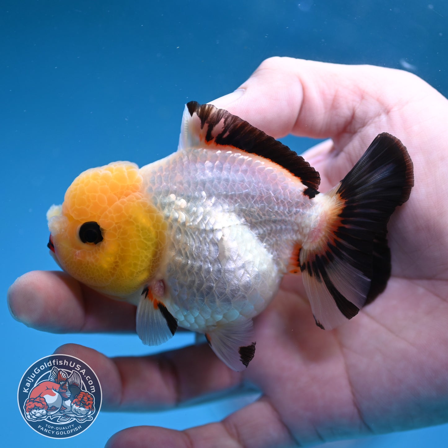 Tricolor Oranda 3 inch Body (260130_OR05)