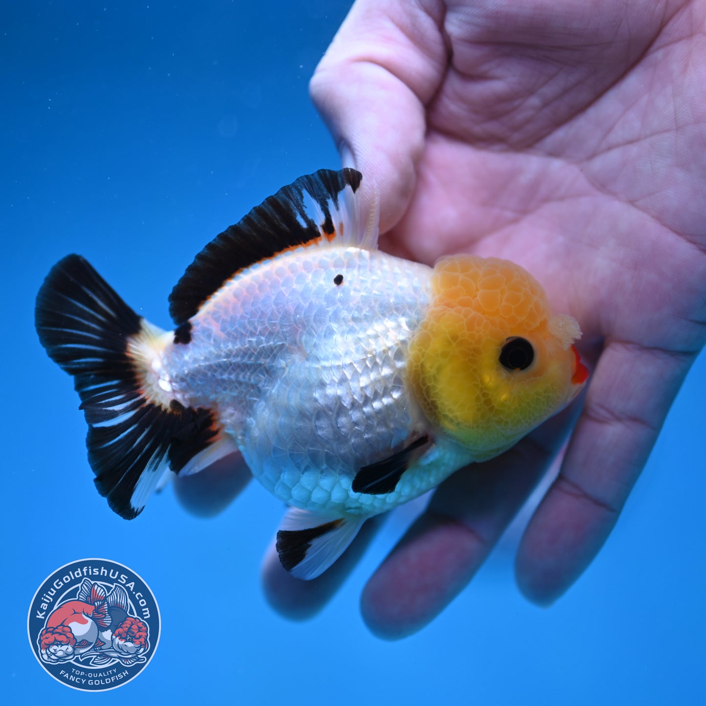 Tricolor Oranda 3 inch Body (260130_OR05)
