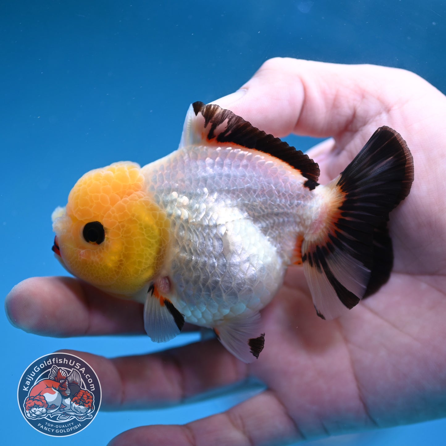 Tricolor Oranda 3 inch Body (260130_OR05)