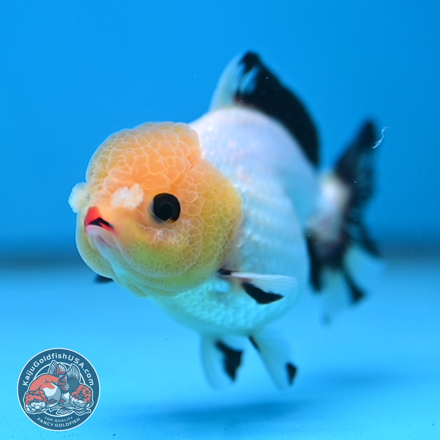 Tricolor Oranda 3 inch Body (260130_OR05)