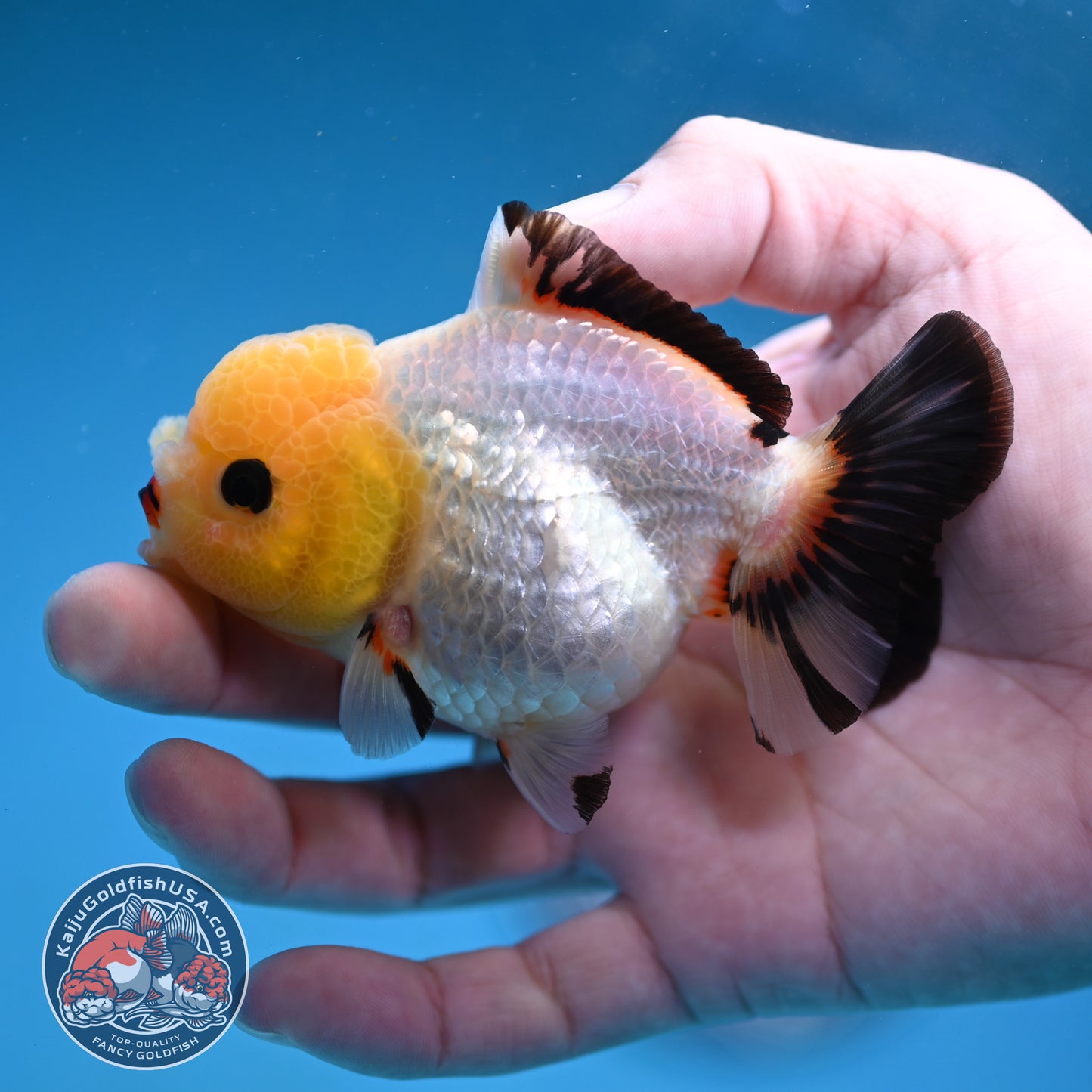 Tricolor Oranda 3 inch Body (260130_OR05)