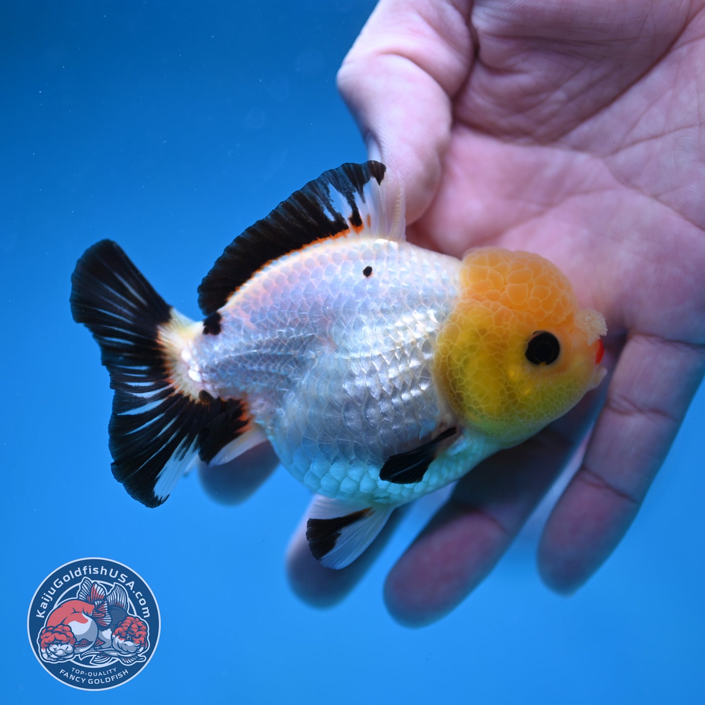 Tricolor Oranda 3 inch Body (260130_OR05)
