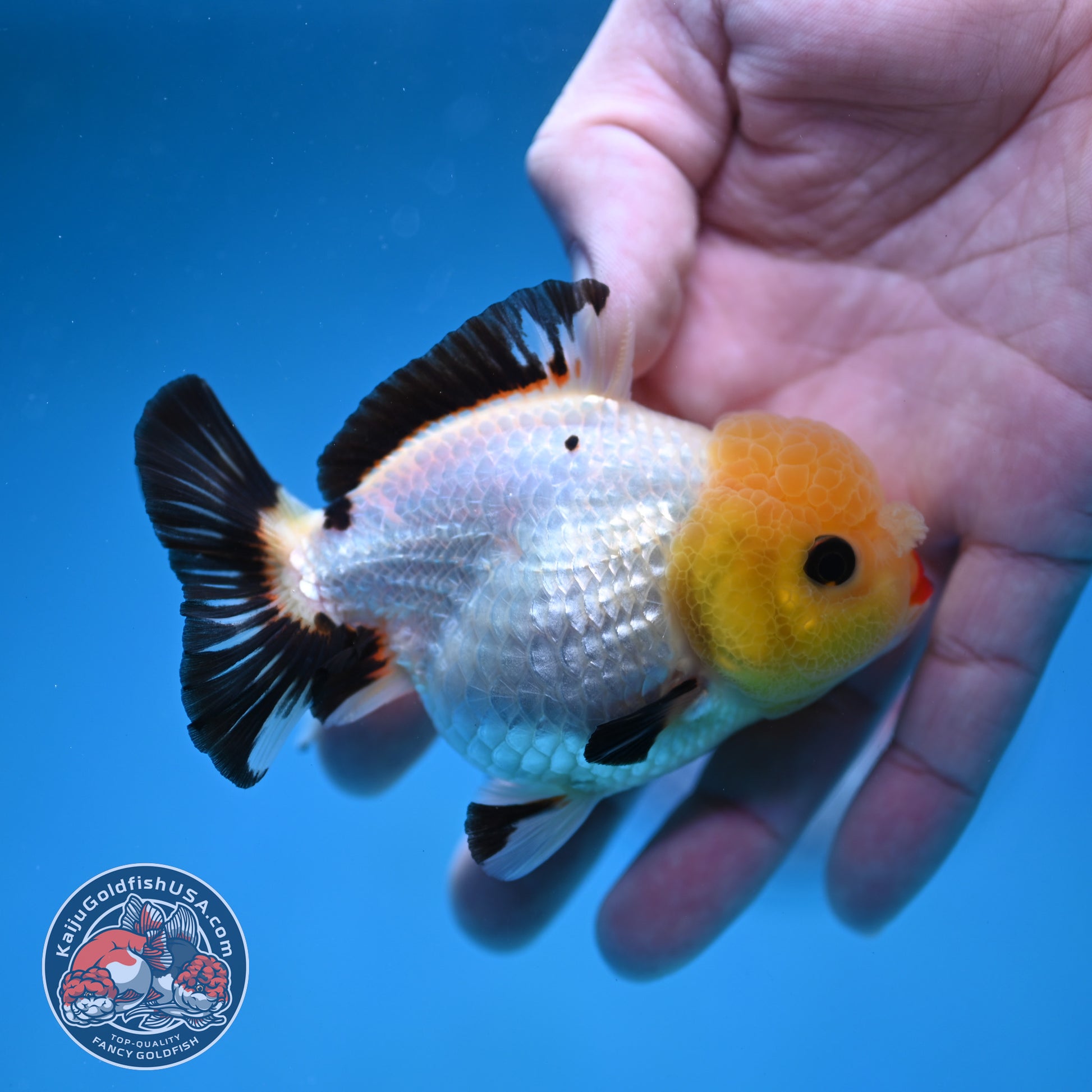Tricolor Oranda 3 inch Body (260130_OR05)