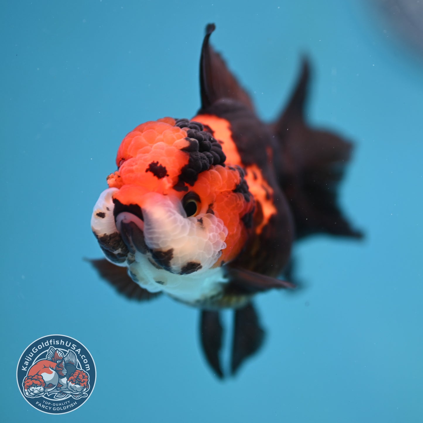 Tricolor Oranda 3 inch Body (260130_OR07)