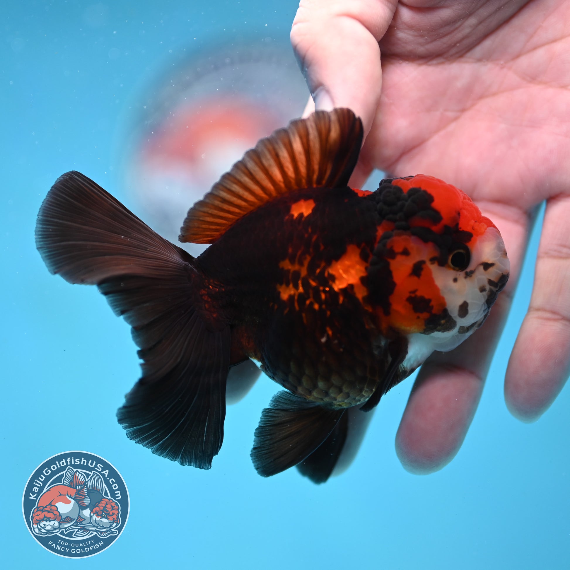 Tricolor Oranda 3 inch Body (260130_OR07)