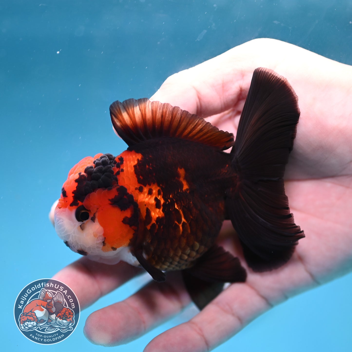 Tricolor Oranda 3 inch Body (260130_OR07)
