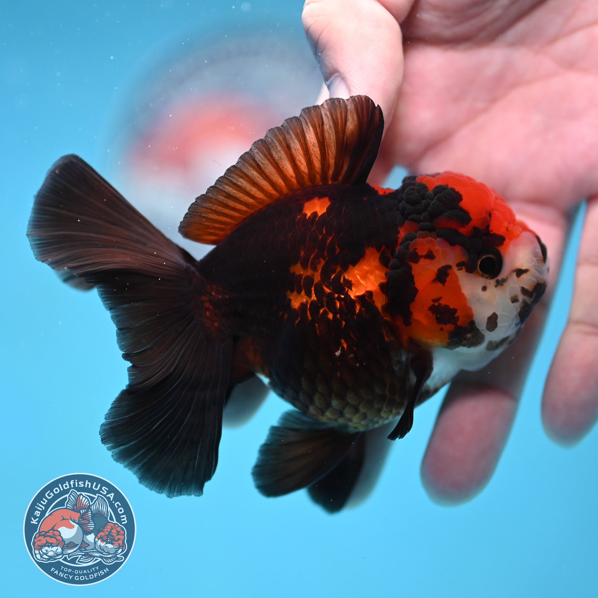 Tricolor Oranda 3 inch Body (260130_OR07)