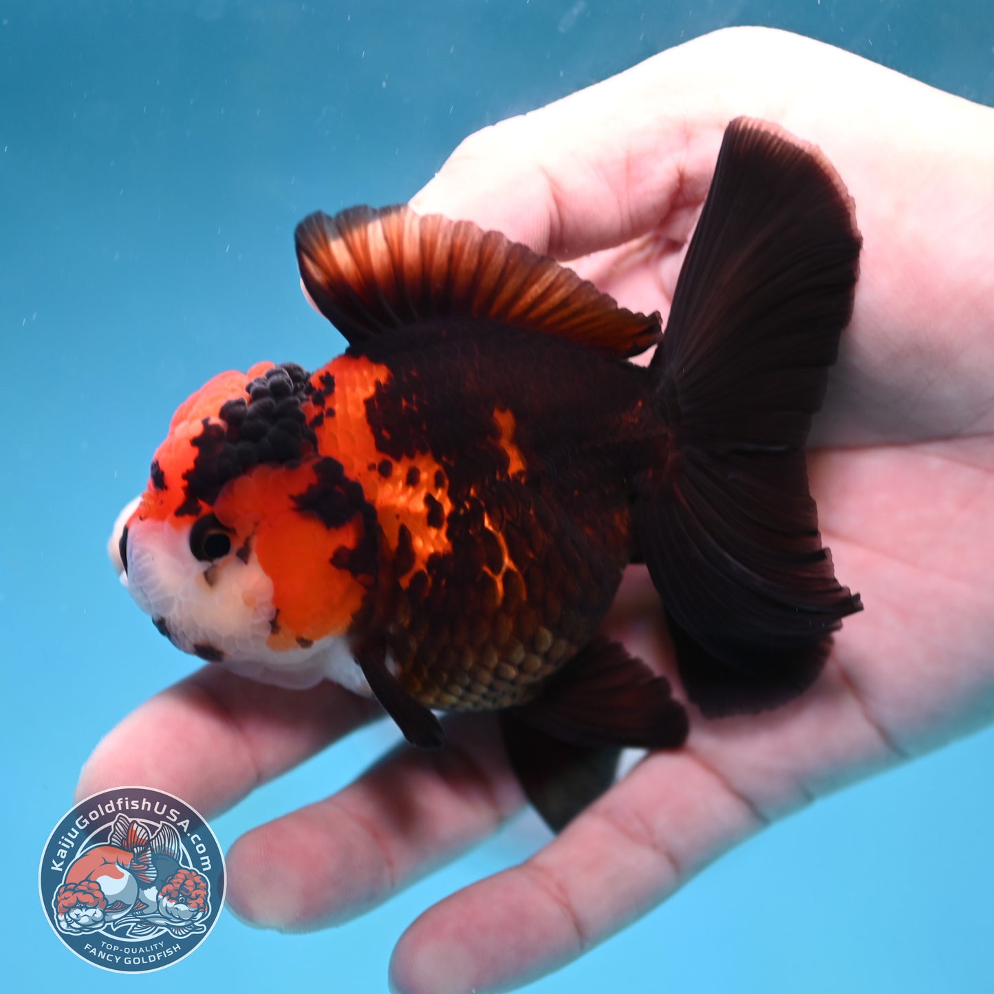 Tricolor Oranda 3 inch Body (260130_OR07)