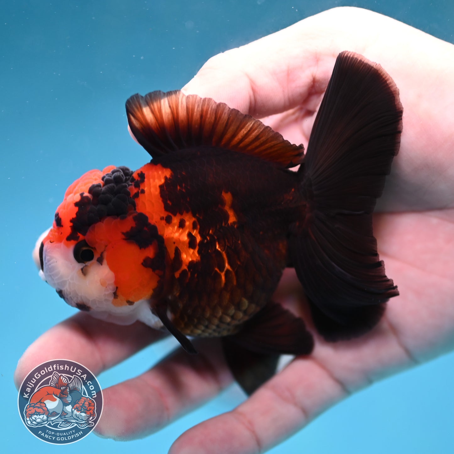 Tricolor Oranda 3 inch Body (260130_OR07)