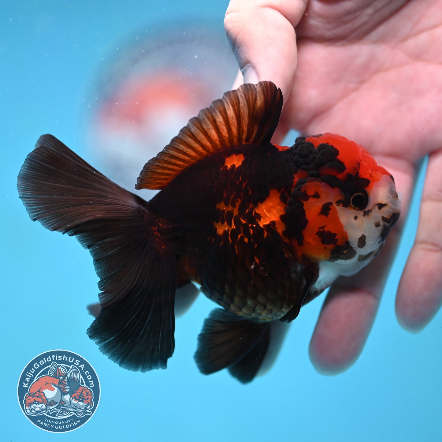 Tricolor Oranda 3 inch Body (260130_OR07)
