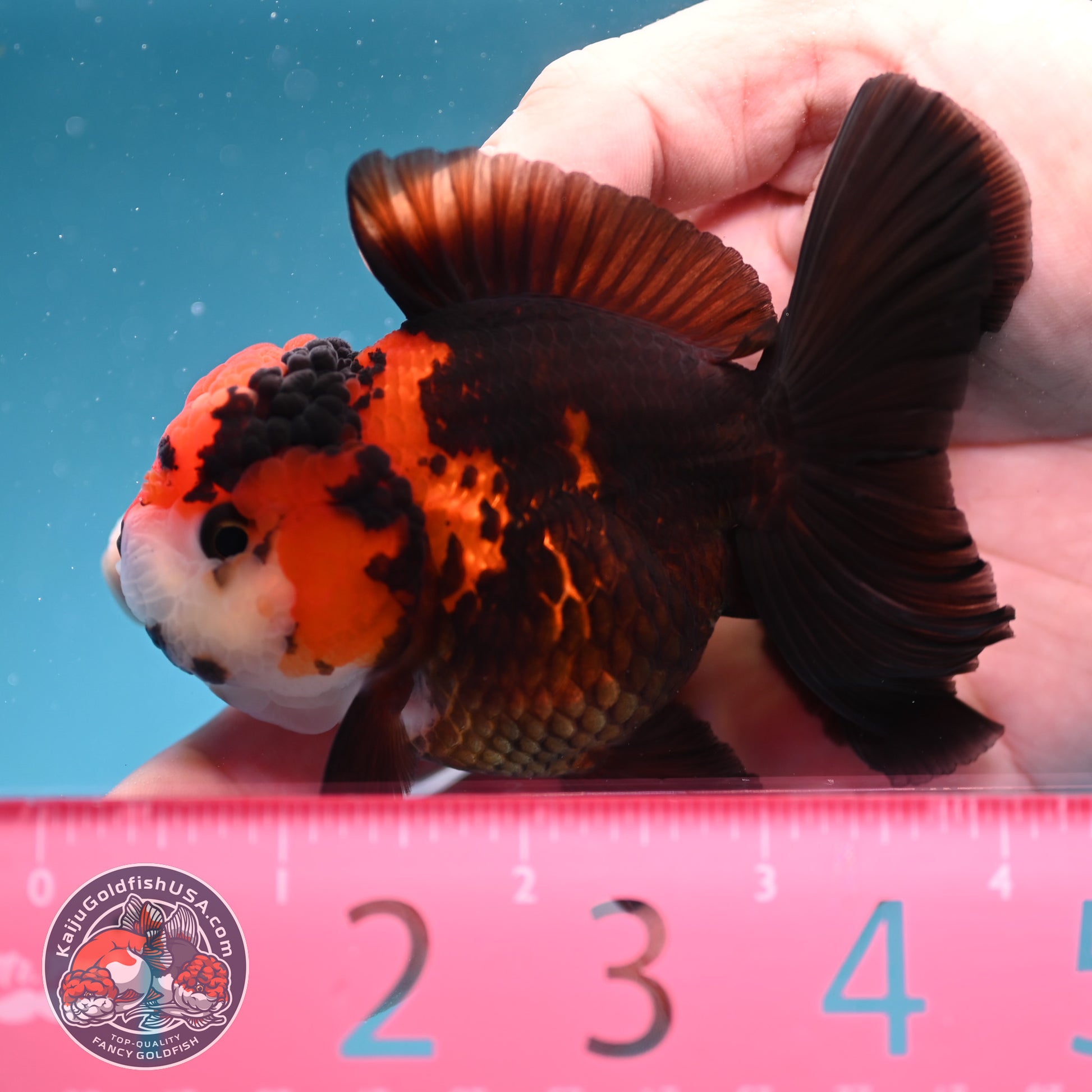 Tricolor Oranda 3 inch Body (260130_OR07)