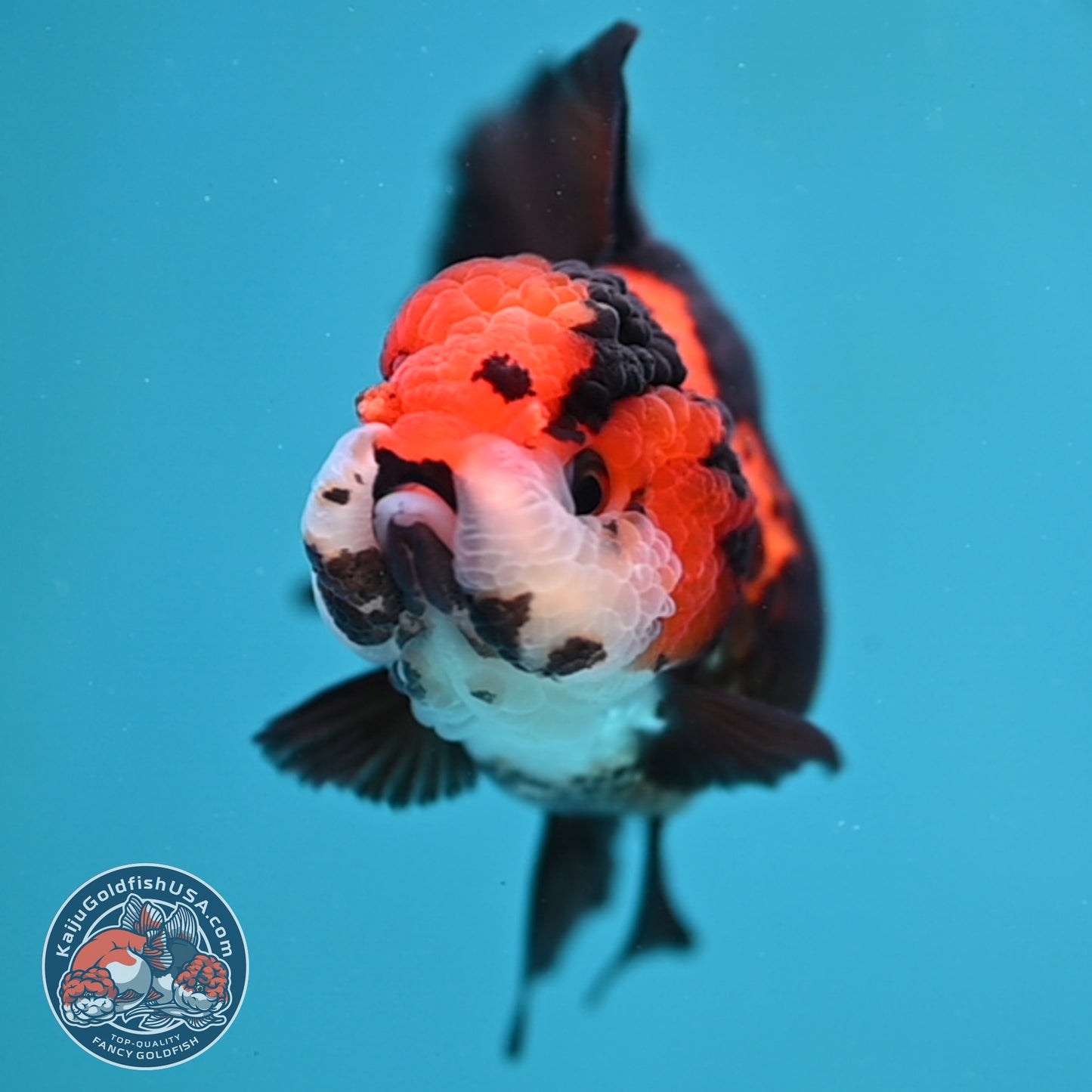 Tricolor Oranda 3 inch Body (260130_OR07)