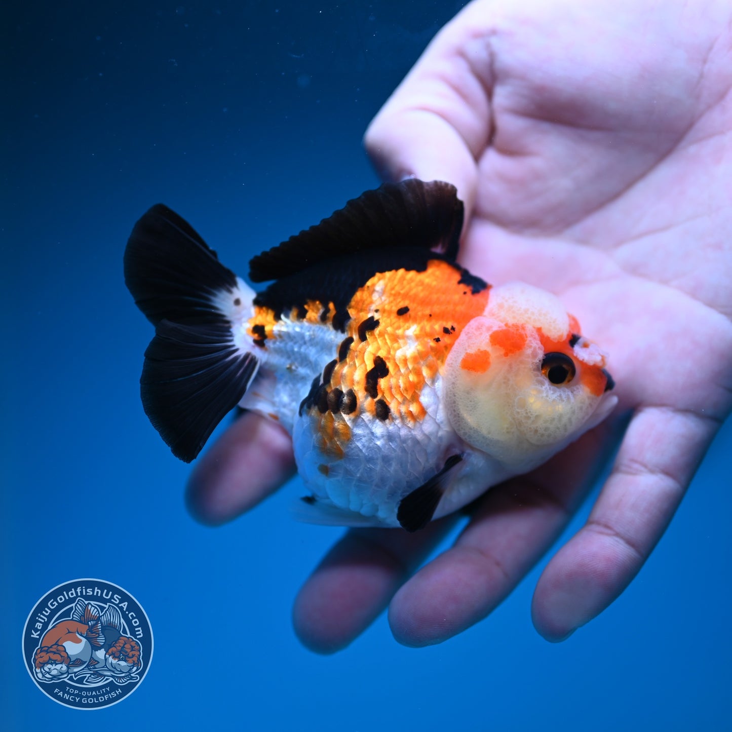Tricolor Oranda 3 inch Body (260828_OR11)