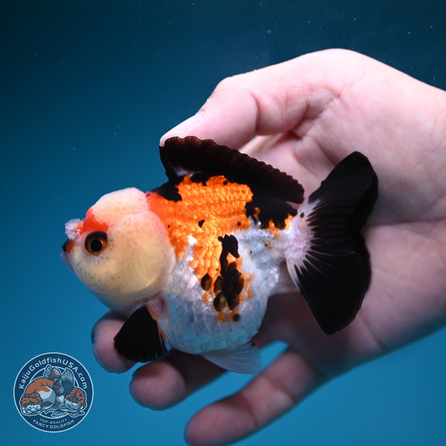 Tricolor Oranda 3 inch Body (260828_OR11)