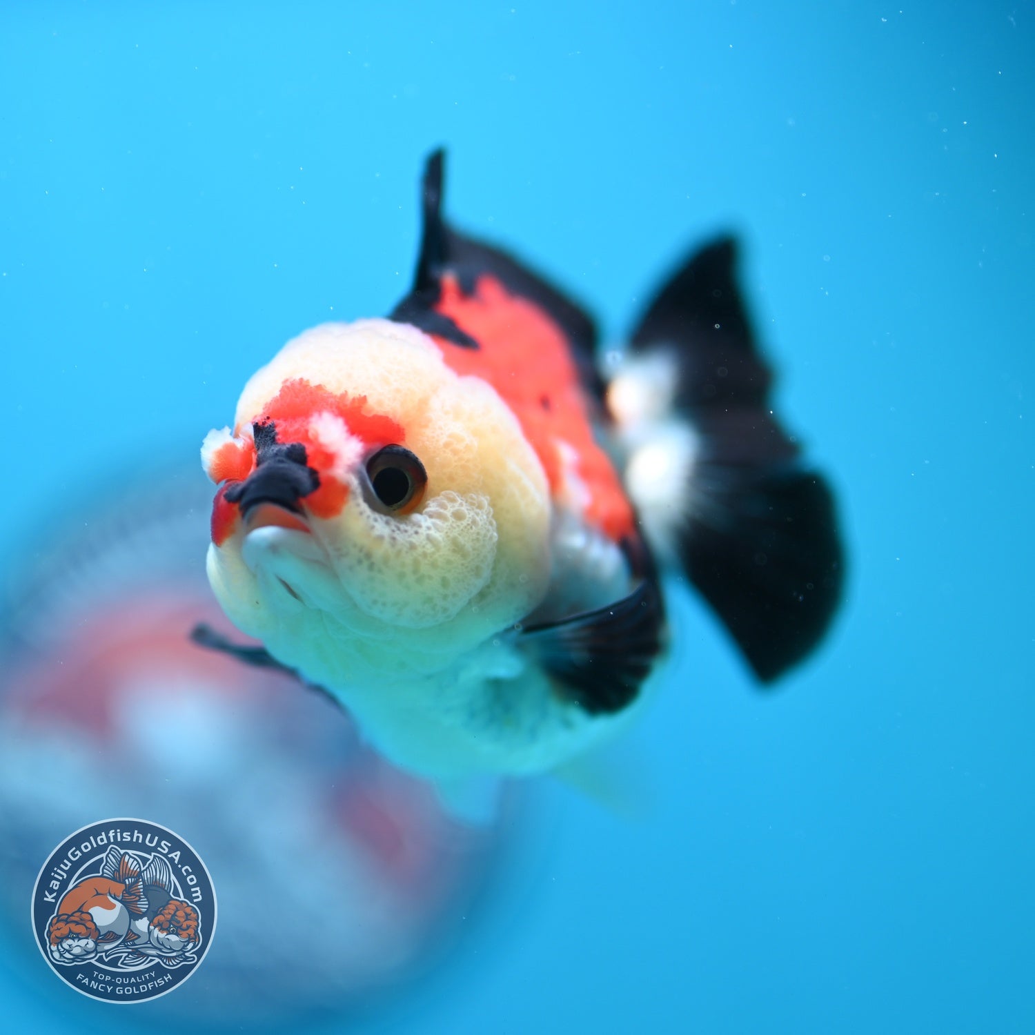 Tricolor Oranda 3 inch Body (260828_OR11)