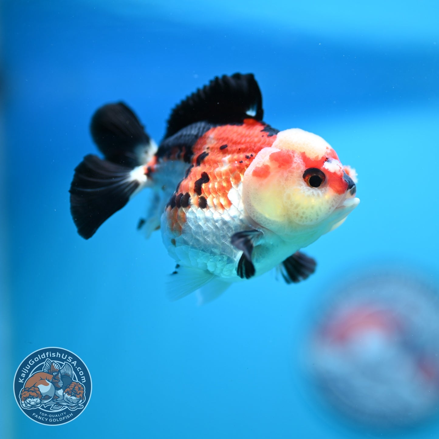 Tricolor Oranda 3 inch Body (260828_OR11)