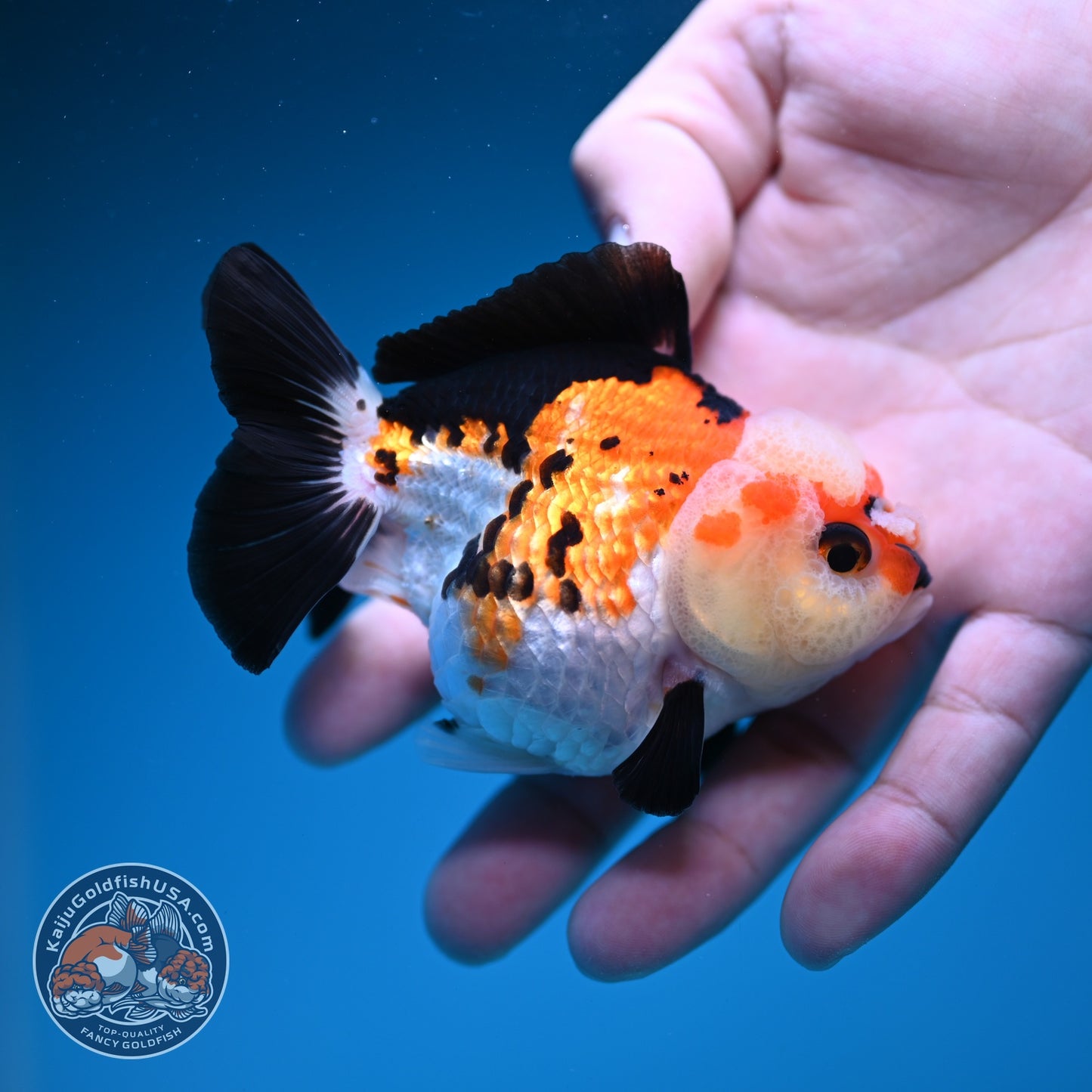Tricolor Oranda 3 inch Body (260828_OR11)