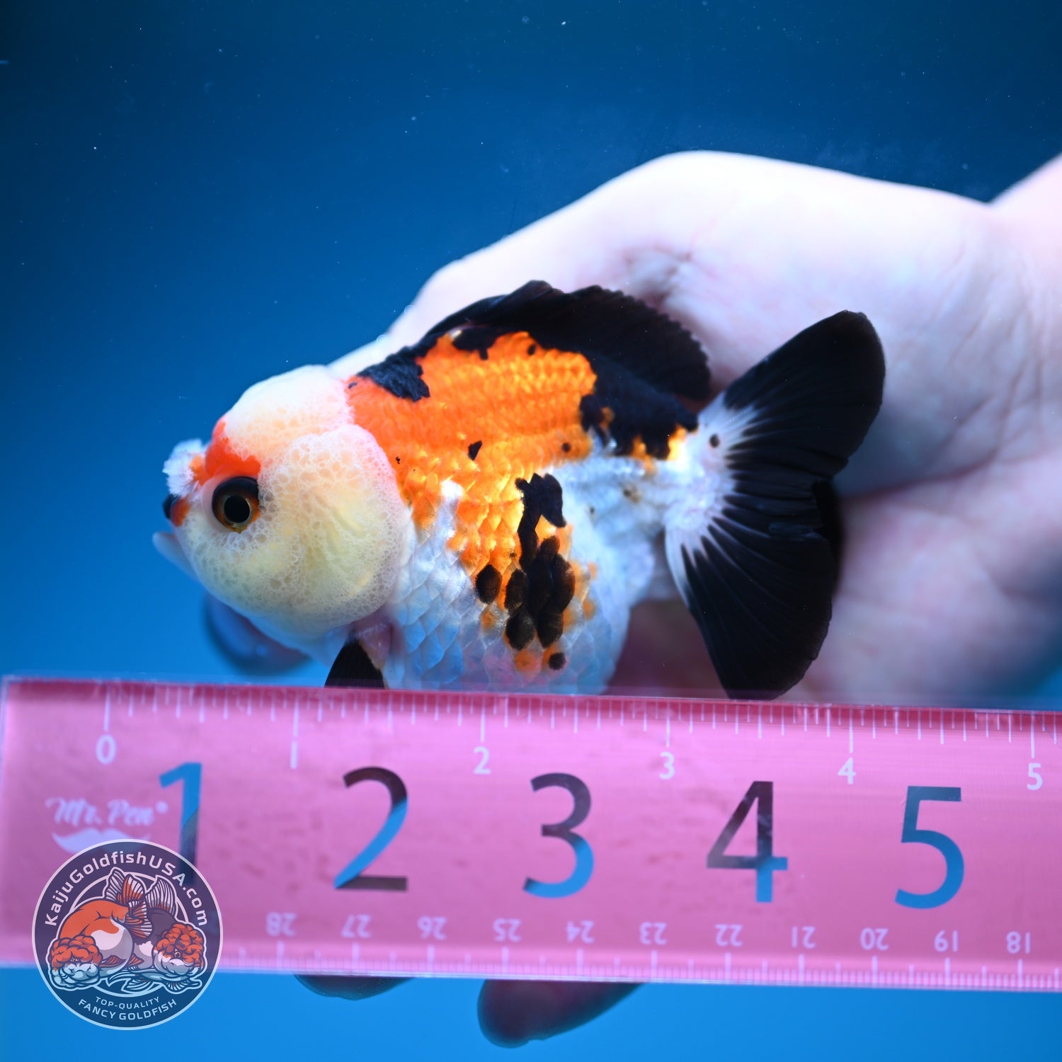 Tricolor Oranda 3 inch Body (260828_OR11)