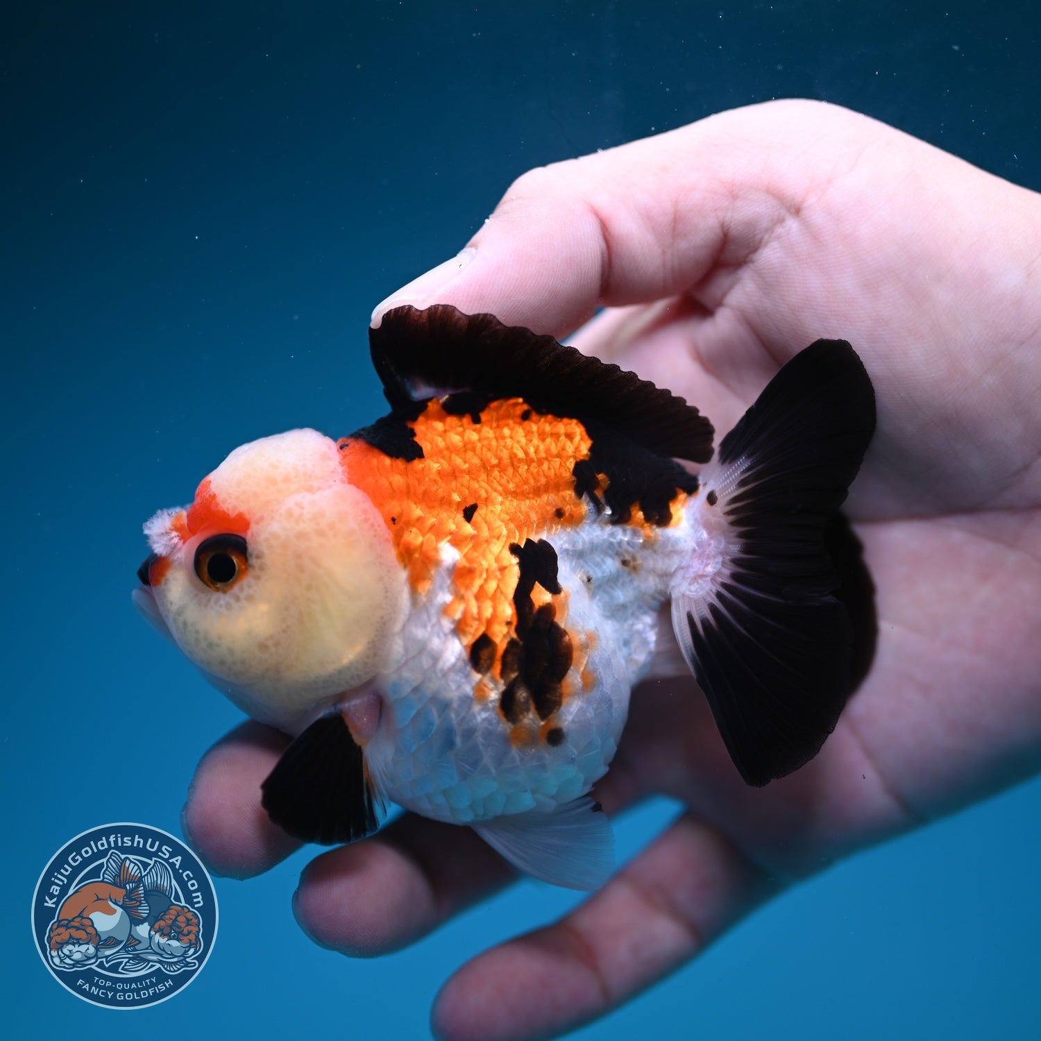 Tricolor Oranda 3 inch Body (260828_OR11)