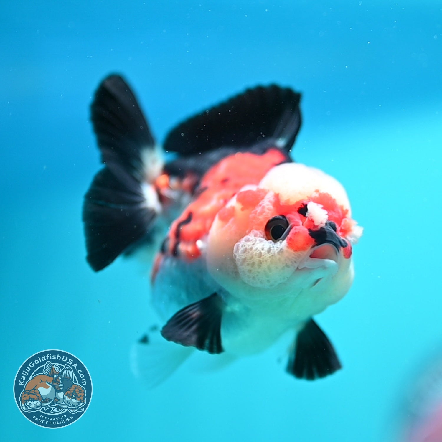 Tricolor Oranda 3 inch Body (260828_OR11)