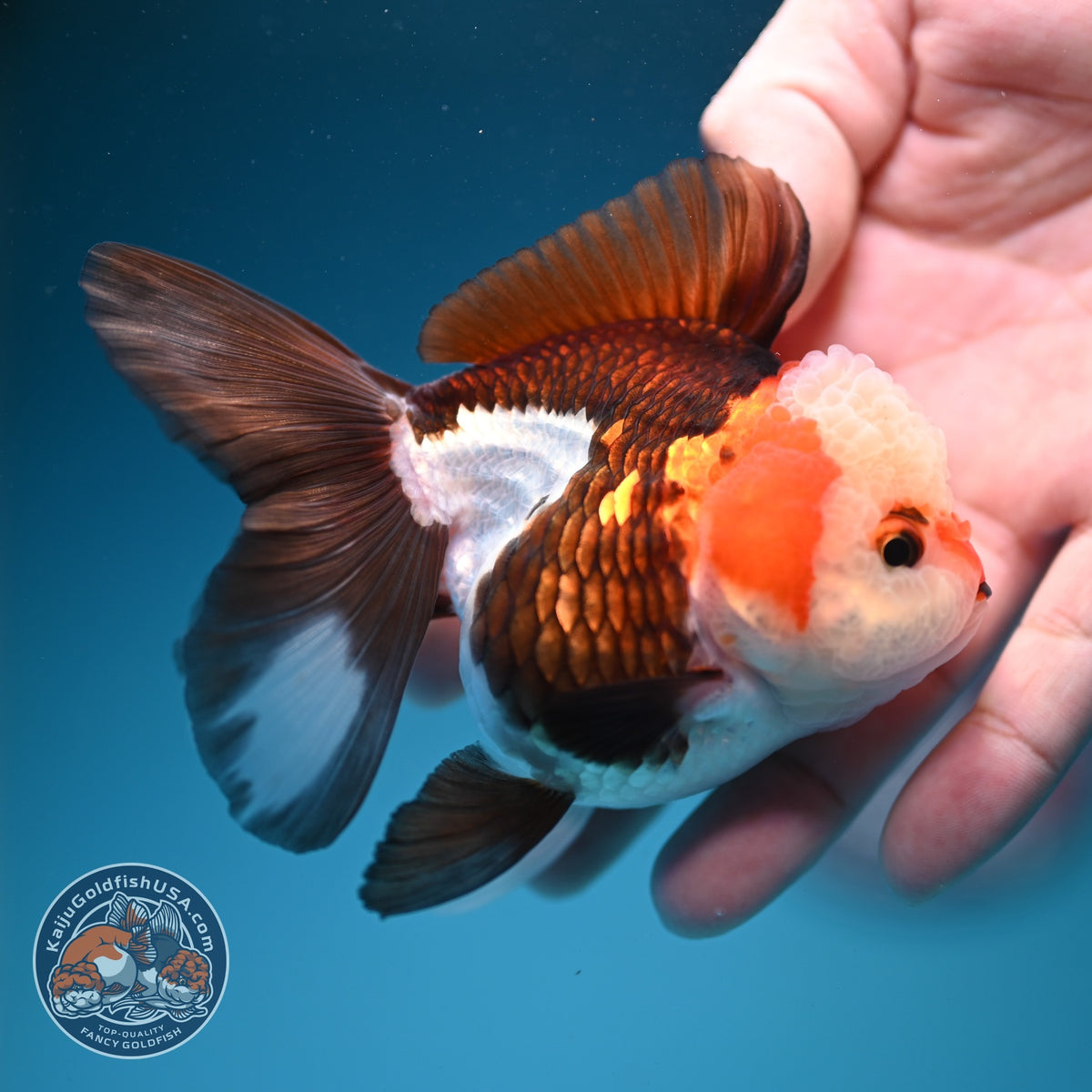 Tricolor Oranda 3 inch Body (260918_OR03)