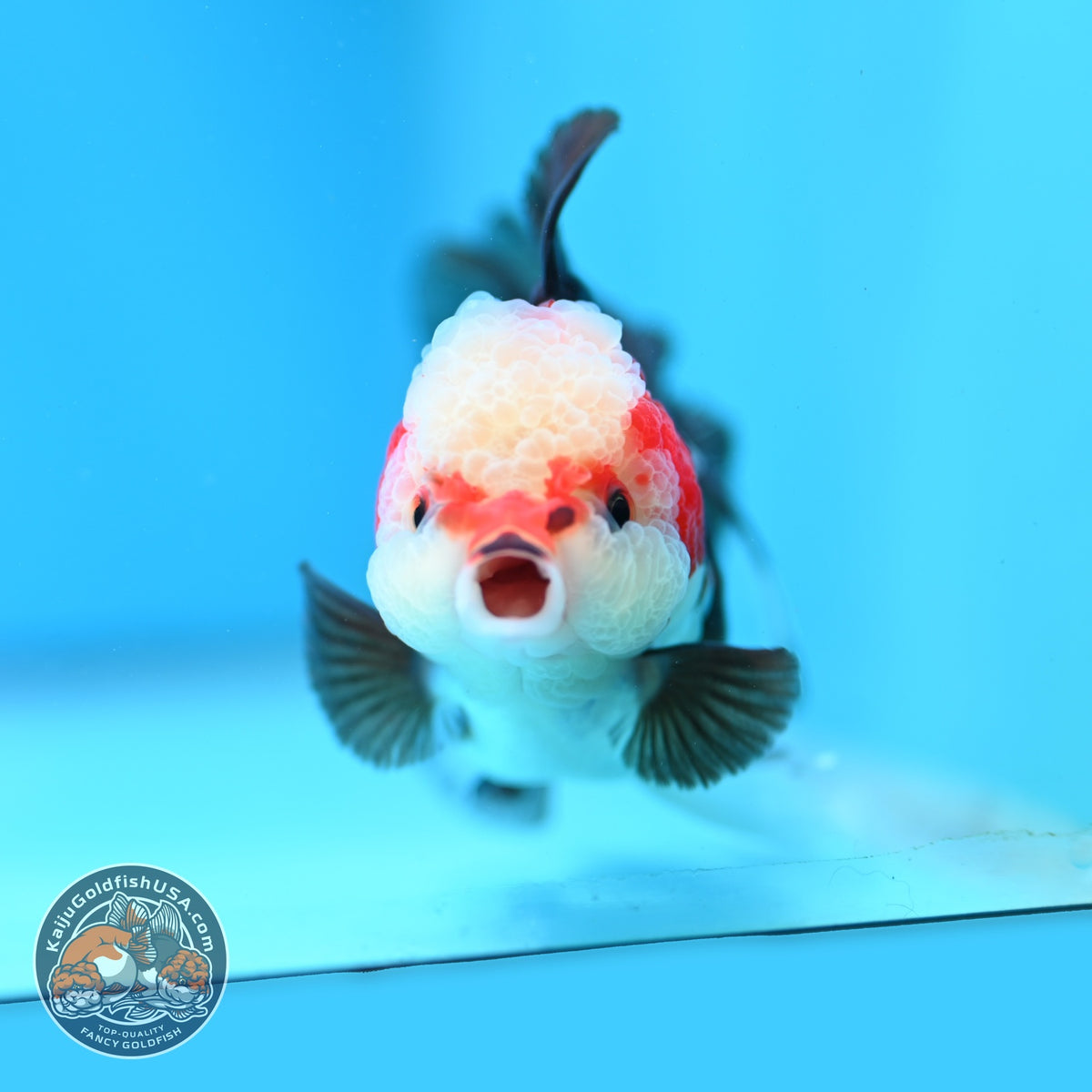 Tricolor Oranda 3 inch Body (260918_OR03)