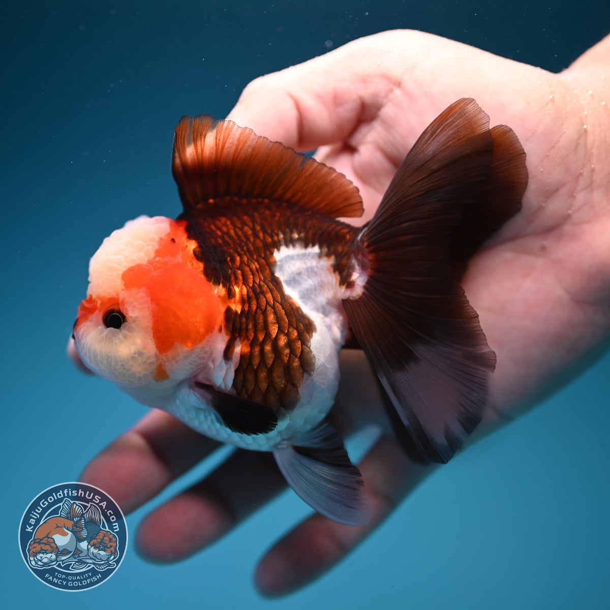 Tricolor Oranda 3 inch Body (260918_OR03)