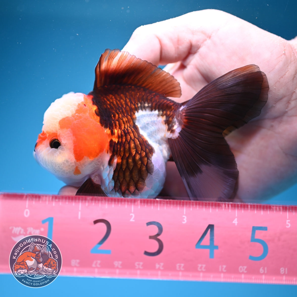 Tricolor Oranda 3 inch Body (260918_OR03)