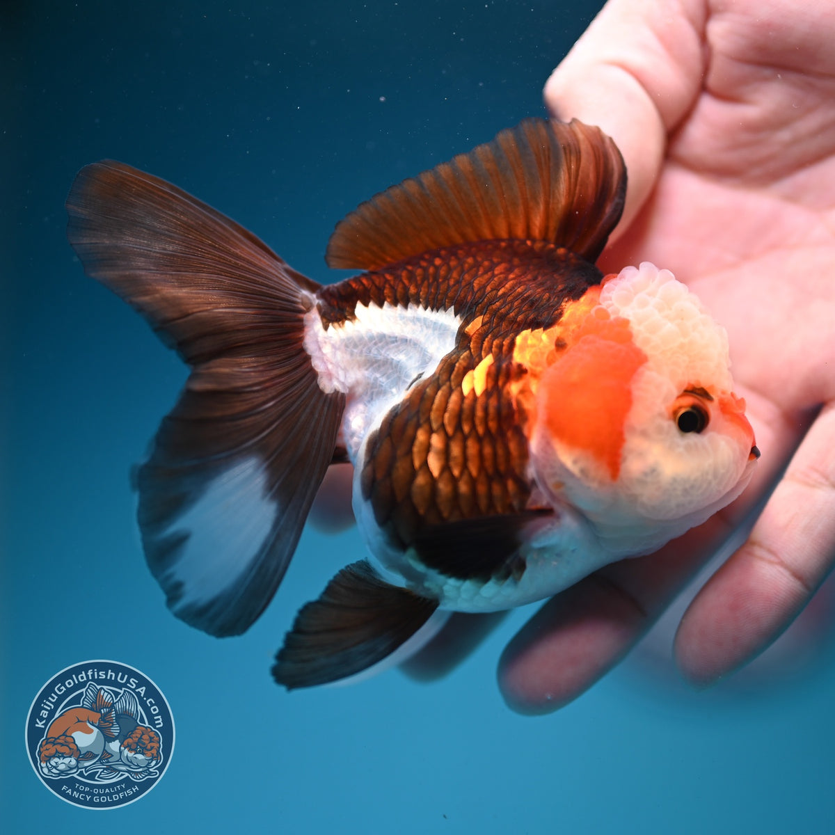 Tricolor Oranda 3 inch Body (260918_OR03)
