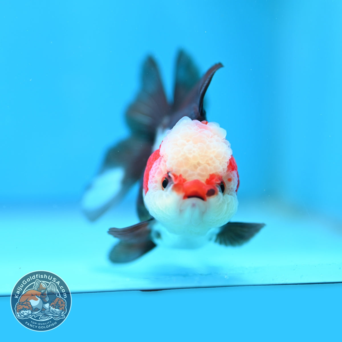 Tricolor Oranda 3 inch Body (260918_OR03)