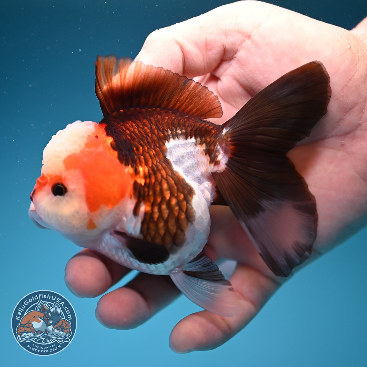 Tricolor Oranda 3 inch Body (260918_OR03)