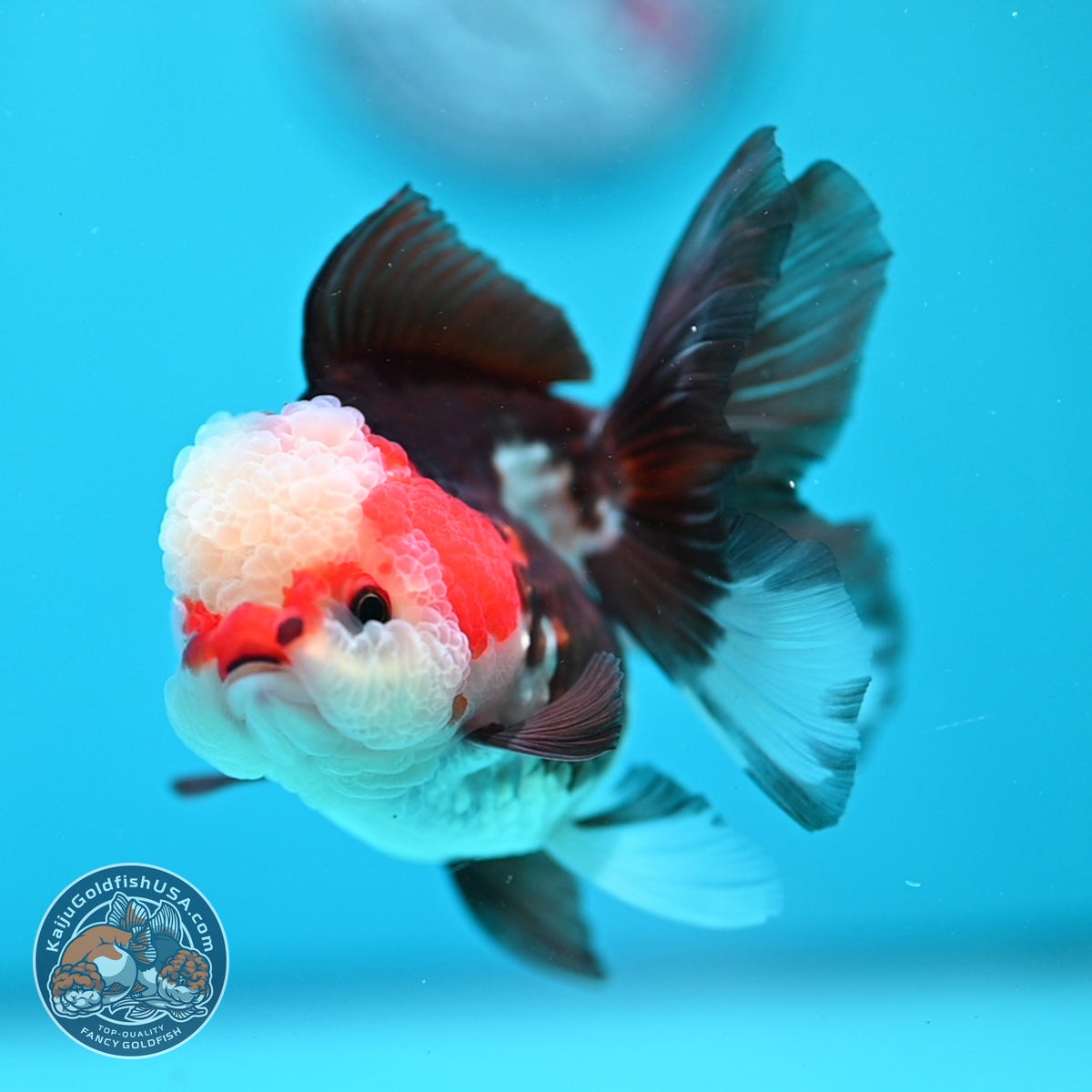 Tricolor Oranda 3 inch Body (260918_OR03)