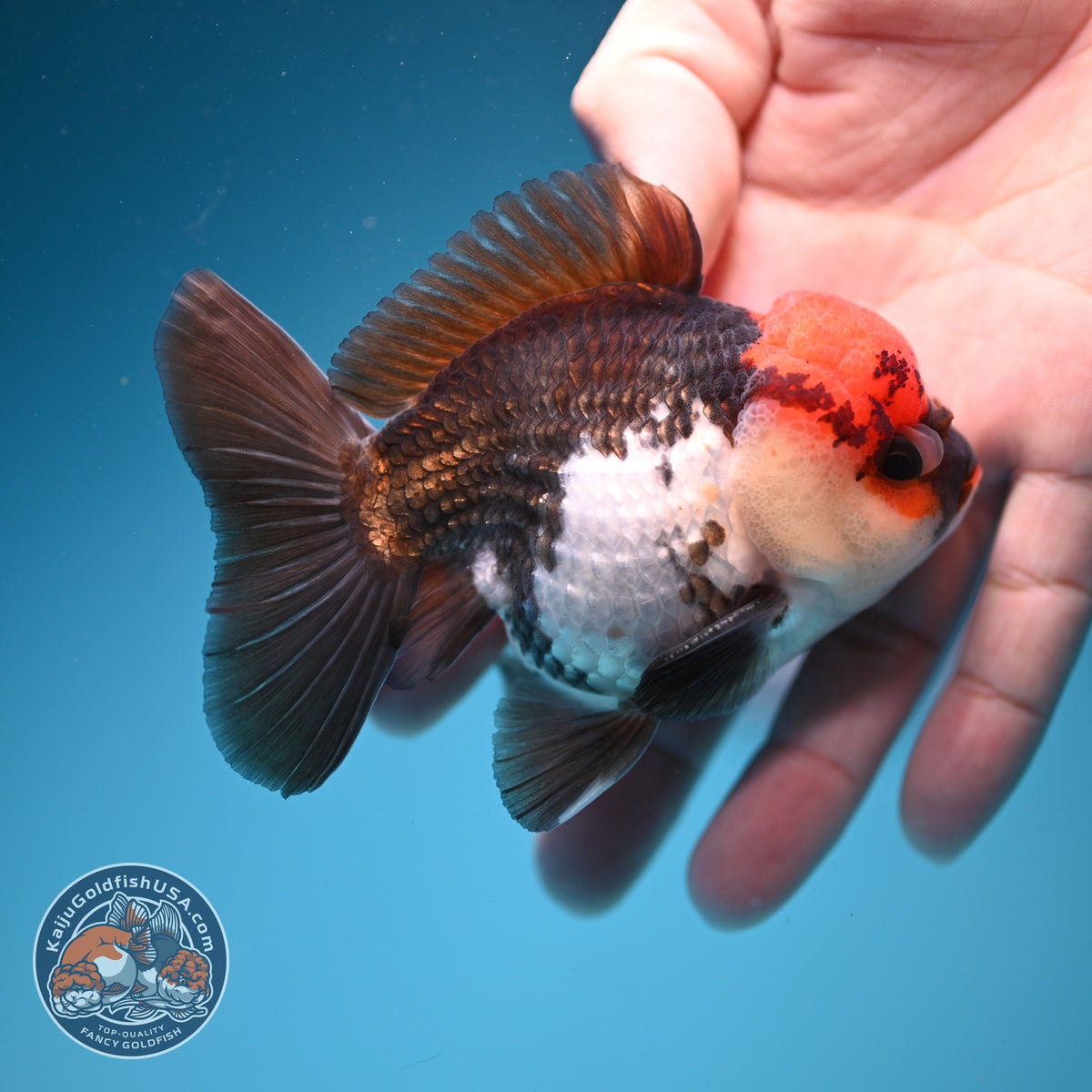 Tricolor Oranda 3 inch Body (260918_OR04)