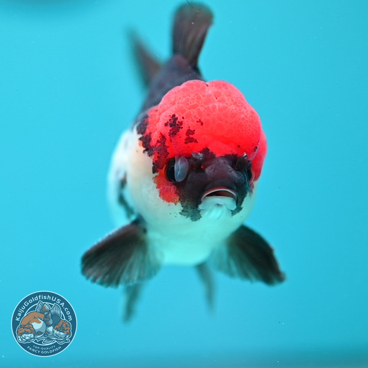 Tricolor Oranda 3 inch Body (260918_OR04)