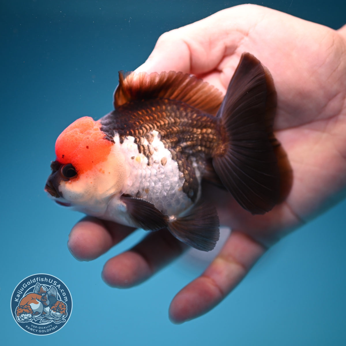 Tricolor Oranda 3 inch Body (260918_OR04)