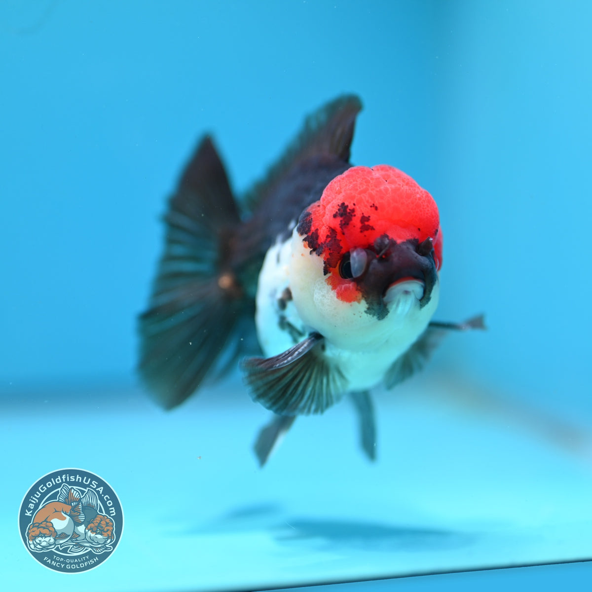Tricolor Oranda 3 inch Body (260918_OR04)