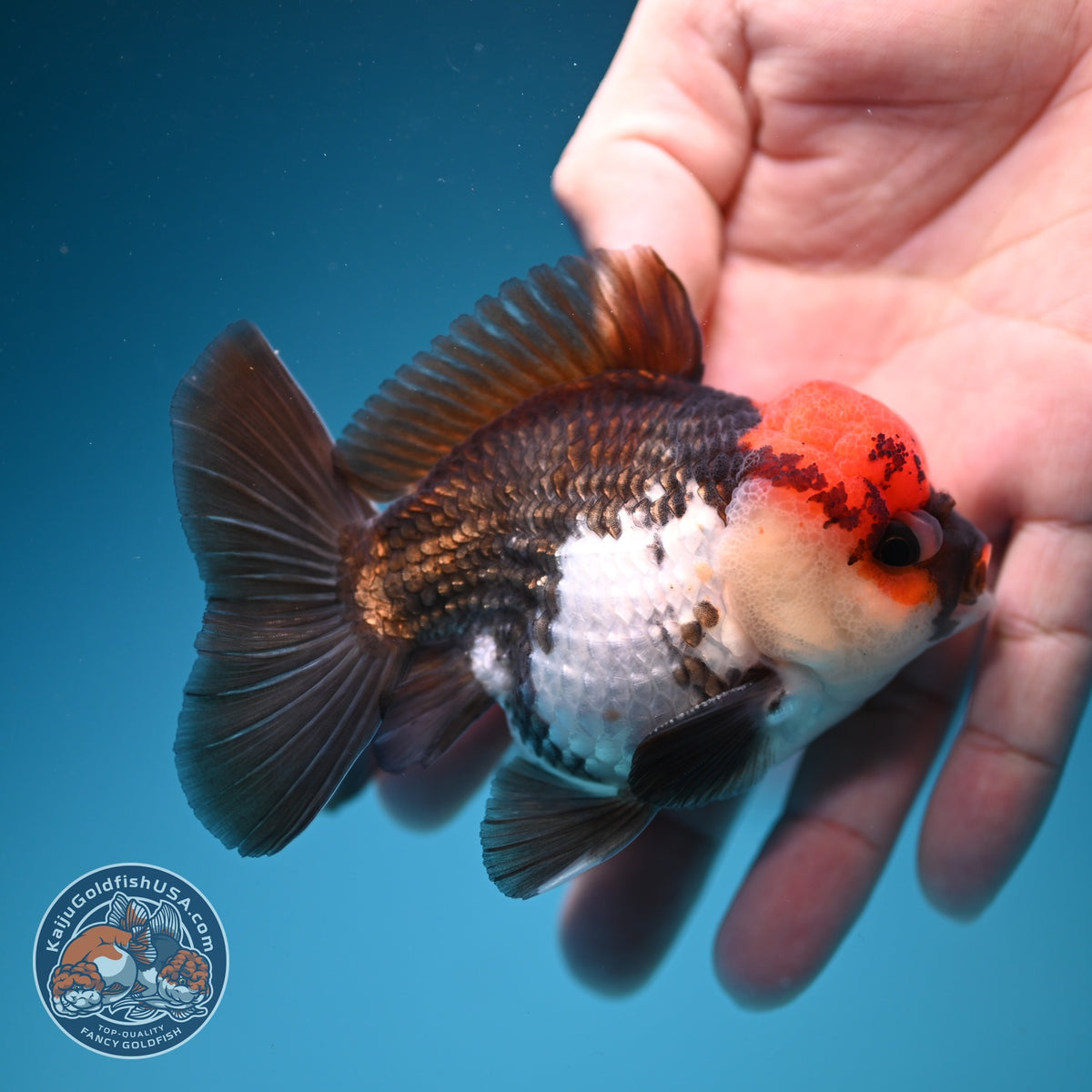Tricolor Oranda 3 inch Body (260918_OR04)