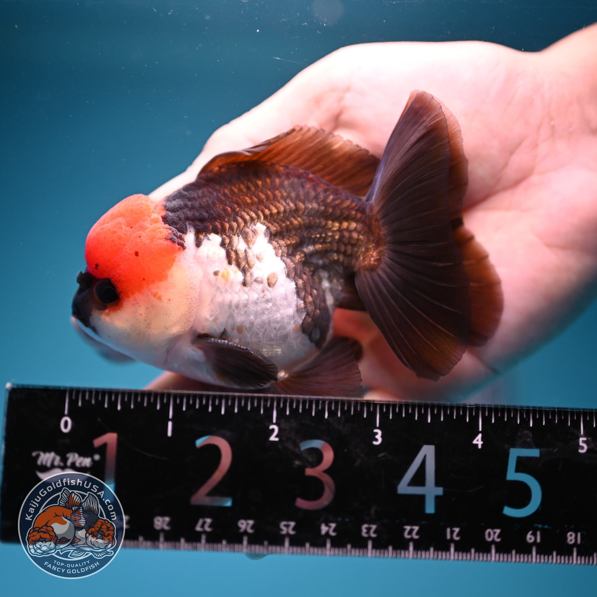 Tricolor Oranda 3 inch Body (260918_OR04)