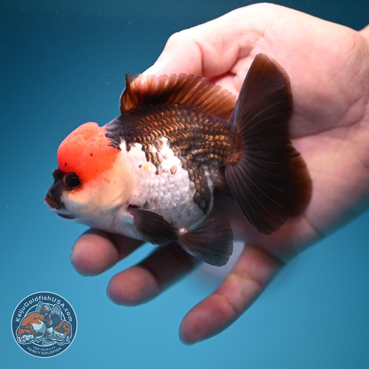 Tricolor Oranda 3 inch Body (260918_OR04)
