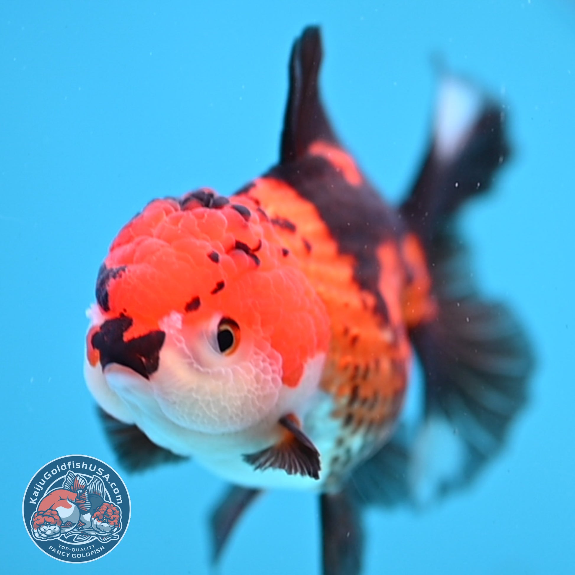 Tricolor Oranda 3.2 inch Body (260109_OR04)
