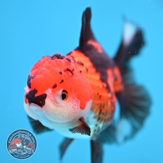 Tricolor Oranda 3.2 inch Body (260109_OR04)