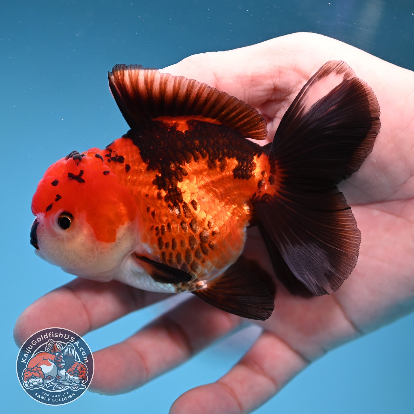 Tricolor Oranda 3.2 inch Body (260109_OR04)