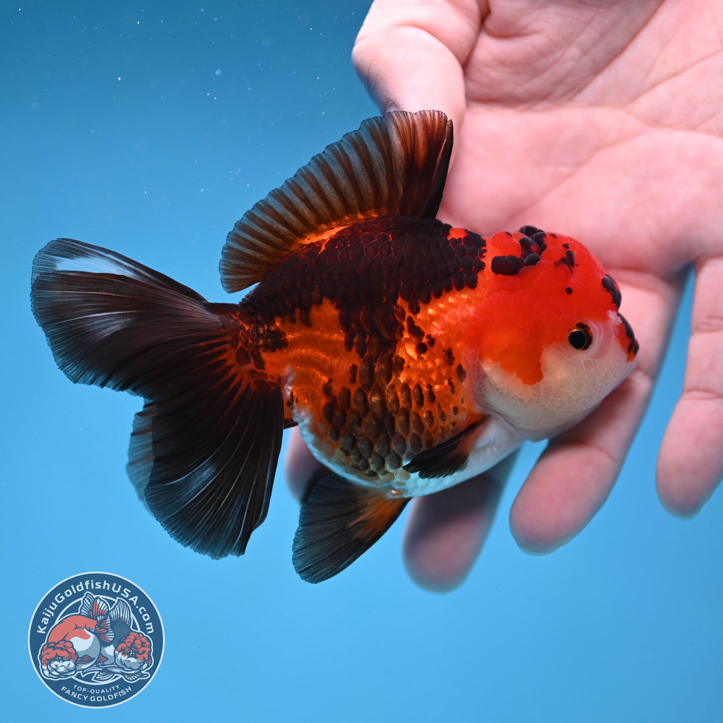 Tricolor Oranda 3.2 inch Body (260109_OR04)