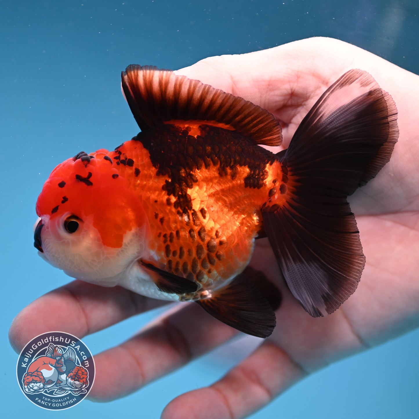 Tricolor Oranda 3.2 inch Body (260109_OR04)