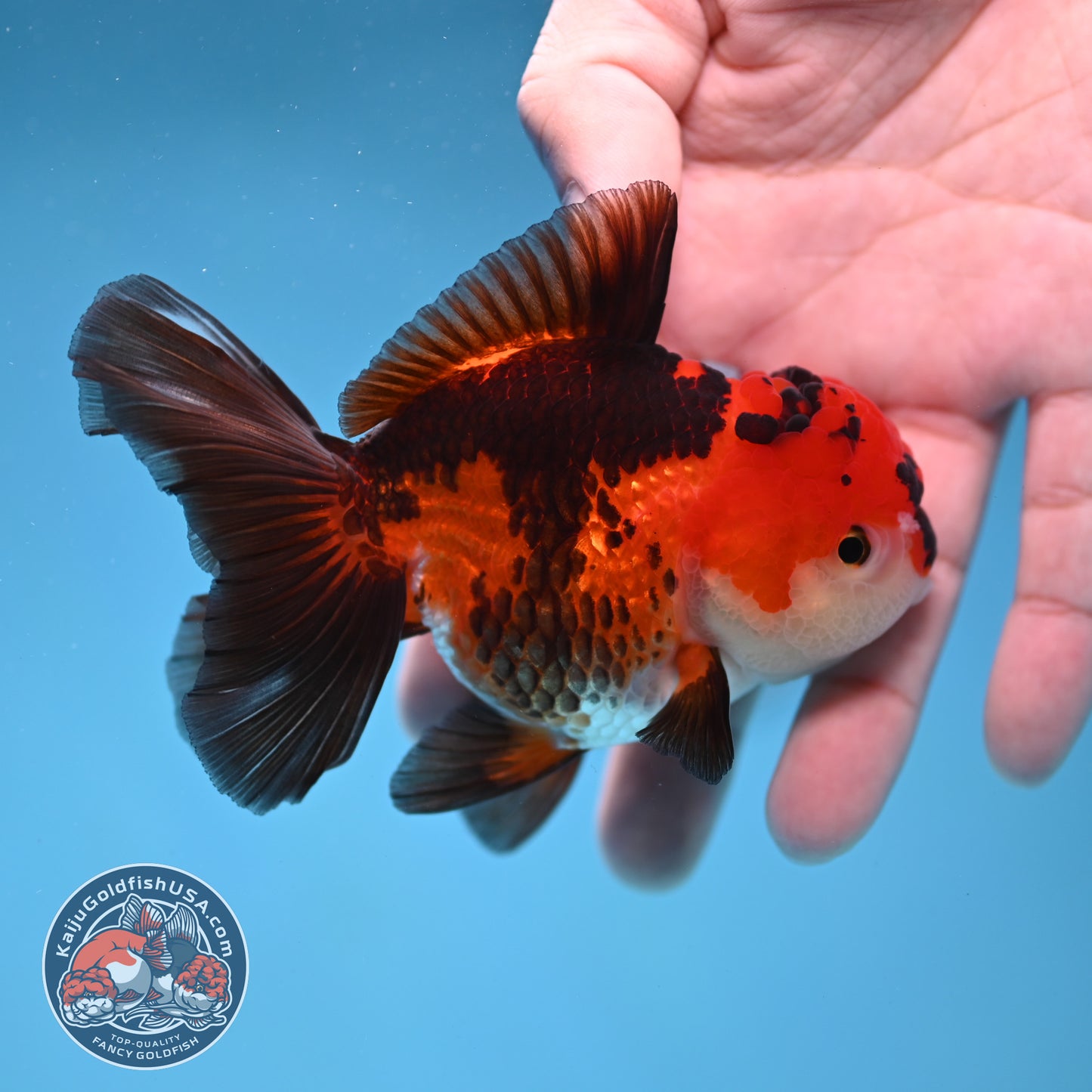 Tricolor Oranda 3.2 inch Body (260109_OR04)