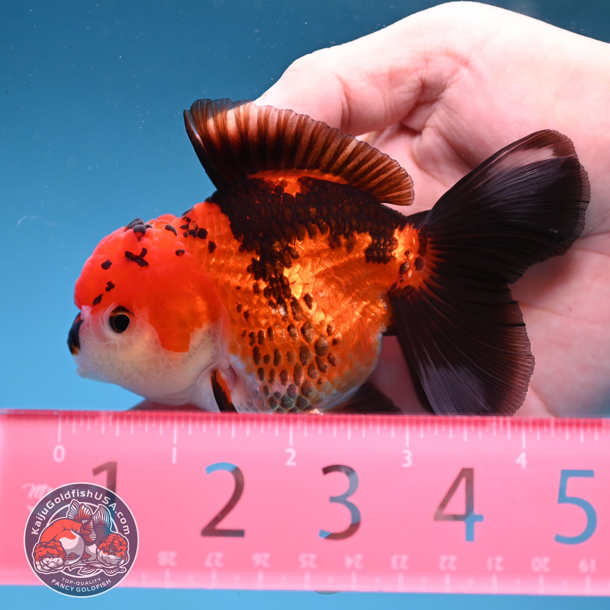 Tricolor Oranda 3.2 inch Body (260109_OR04)